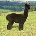 Pet male alpacas for sale