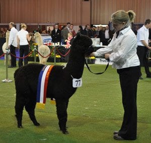 Inca Flagship at the British Alpaca Futurity 2013