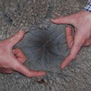 Inca Grey Flyte's Third Fleece