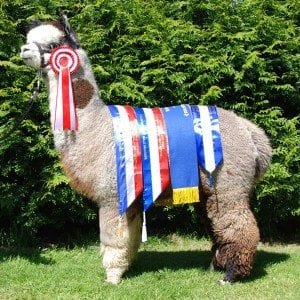 Inca Grey Flyte - Medium Grey Herd Sire