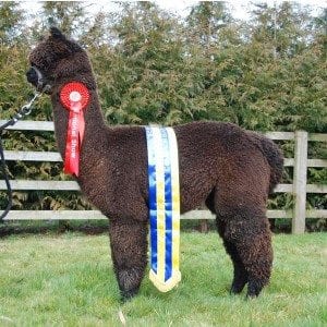 Inca Hallmark 2015. Sire: Popham Thunder. Dam: Inca Enigma