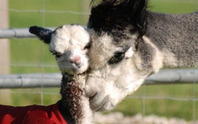 Inca Grey Flyte joins Alpagas du Maquis in Belgium