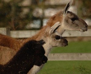 Alpaca FAQs