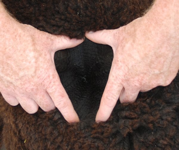 Inca Grand Design Fleece 2014