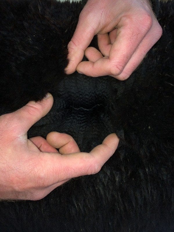 Inca Flagship's fifth fleece at the time of loading.