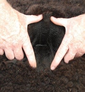 Inca 378 Midside Fleece web