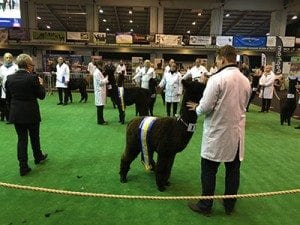 Black-champs-at-2016-BAS-NAtional-Show-web