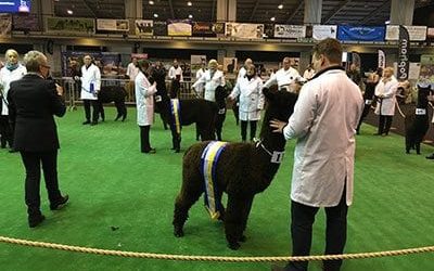 British Alpaca Society National Show 2016