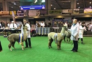 Grey-champs-at-2016-BAS-NAtional-Show-web