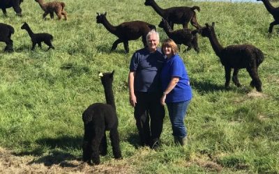 Introducing Sol Alpacas