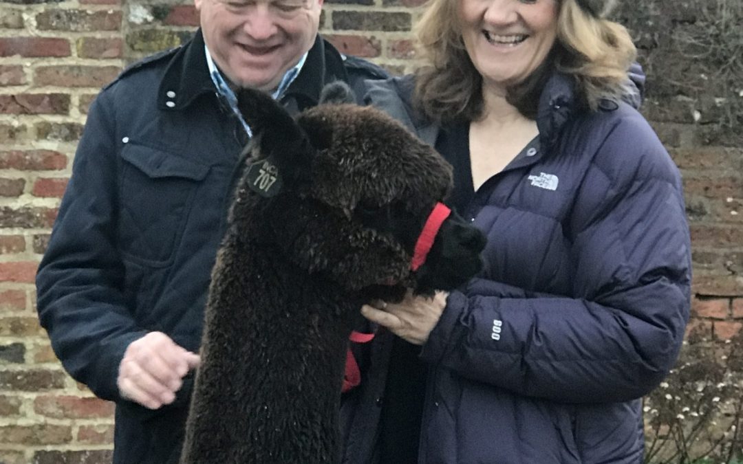 Old Felton Alpacas take possession of their new black herd sire