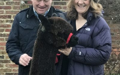 Old Felton Alpacas take possession of their new black herd sire