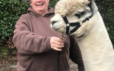 Inca Grey Jameson moves to Rosecraddoc Alpacas in Cornwall