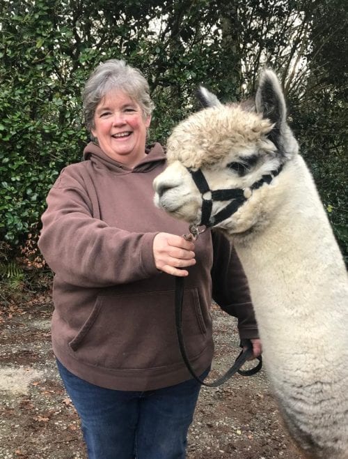 Inca Grey Jameson moves to Rosecraddoc Alpacas in Cornwall