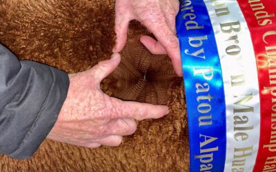 Inca Patriot moves to Patou Alpacas