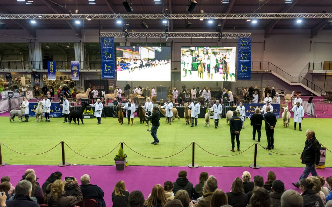 The British Alpaca Society National Show 2025